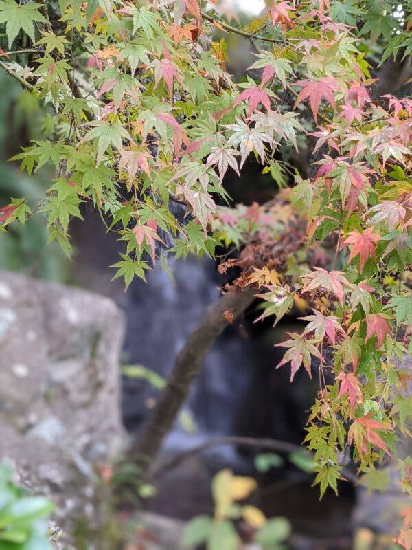 二の丸史跡庭園