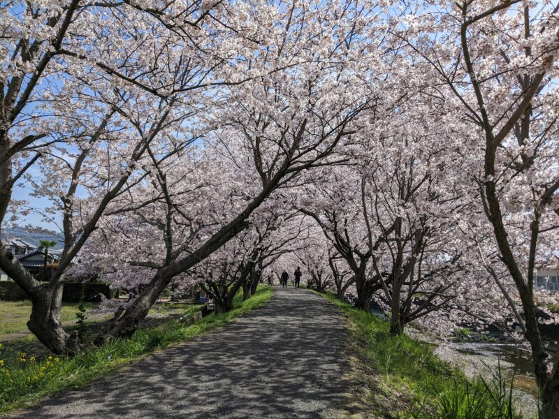 松山市　桜