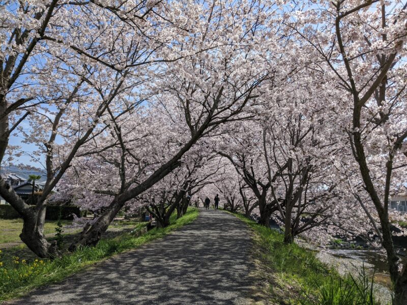 松山市　桜