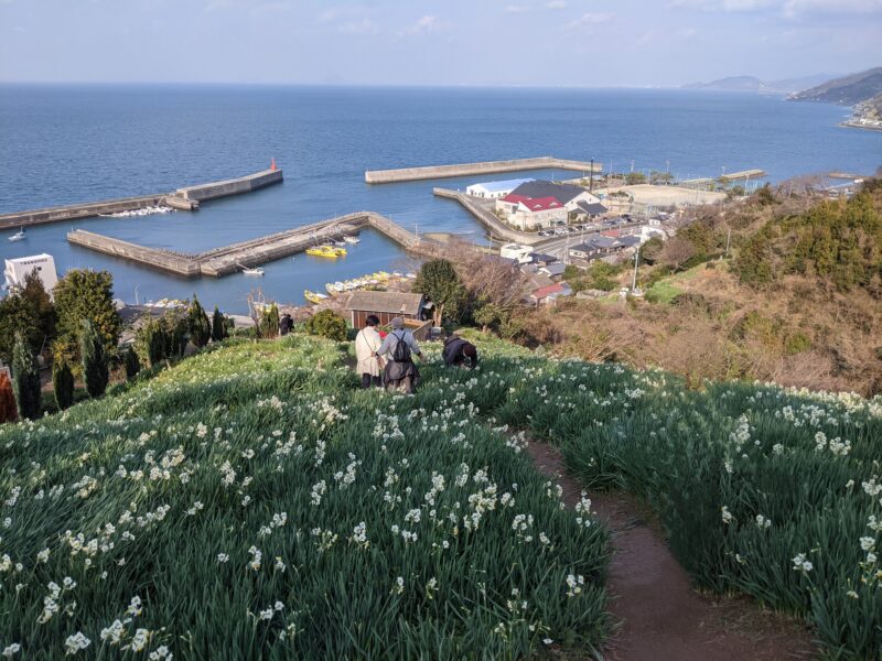 伊予市双海町 スイセン花畑