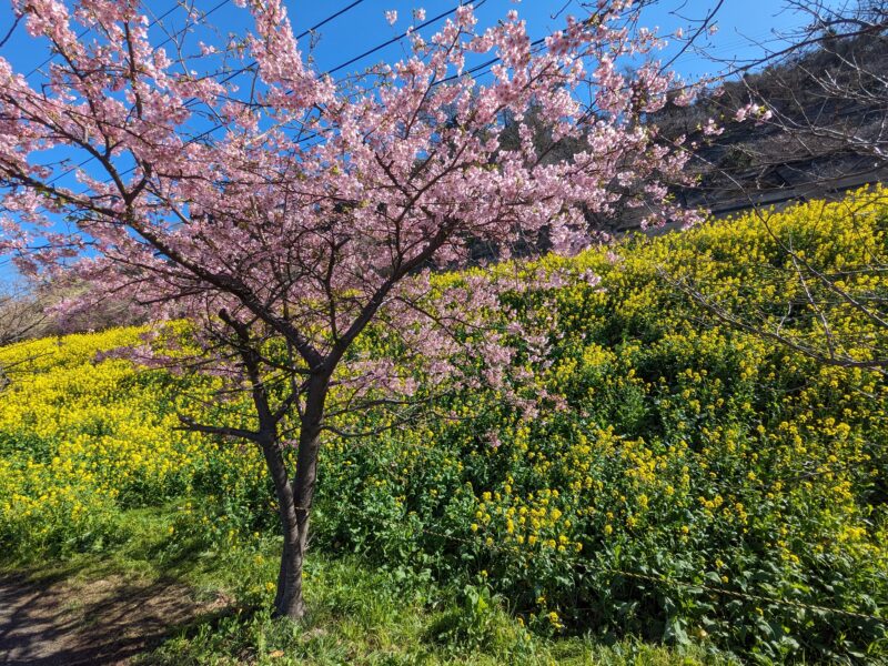 閏住の菜の花畑