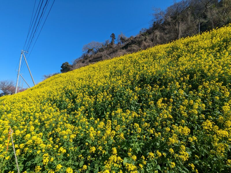 閏住の菜の花畑