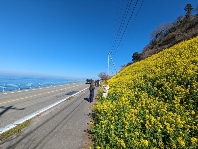 閏住の菜の花畑