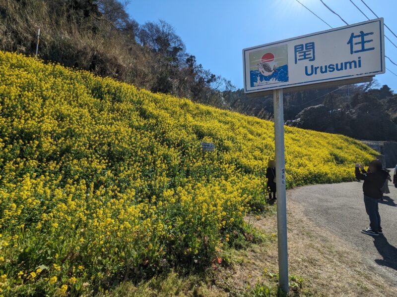 閏住の菜の花畑