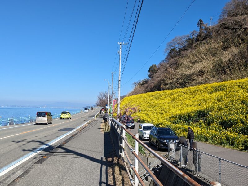 閏住の菜の花畑