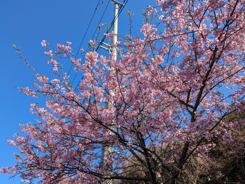 閏住の菜の花畑