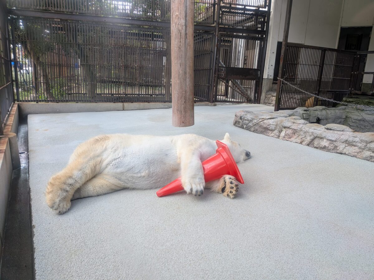 愛媛県立とべ動物園｜愛媛県伊予郡砥部町