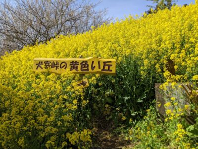 犬寄峠の黄色い丘｜愛媛県伊予市